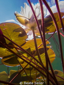 Under the sea (lake) by Beate Seiler 